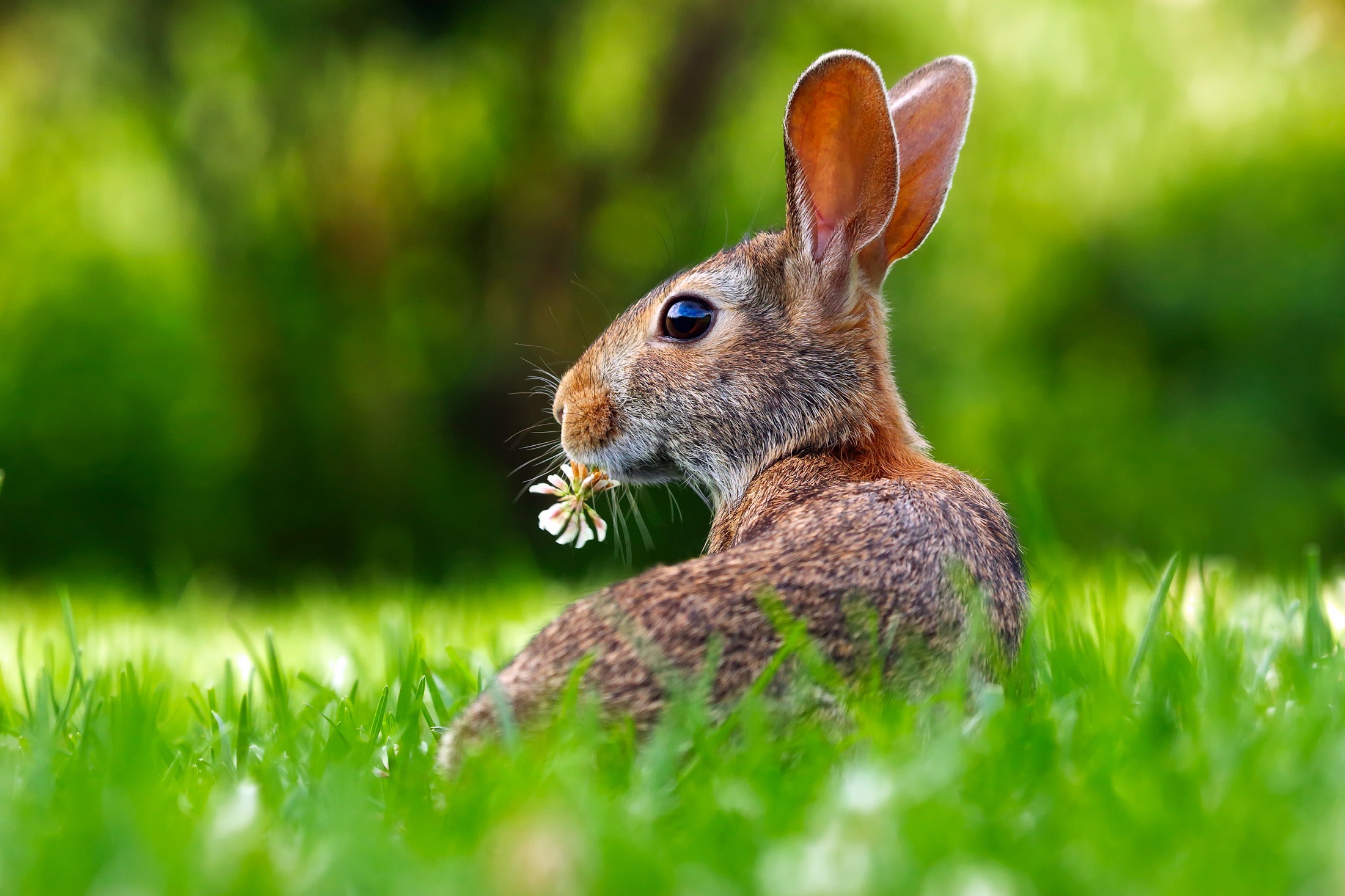 Is A Rabbit A Herbivore? Do They Only Eat Plants, Or Meat As Well? 2023