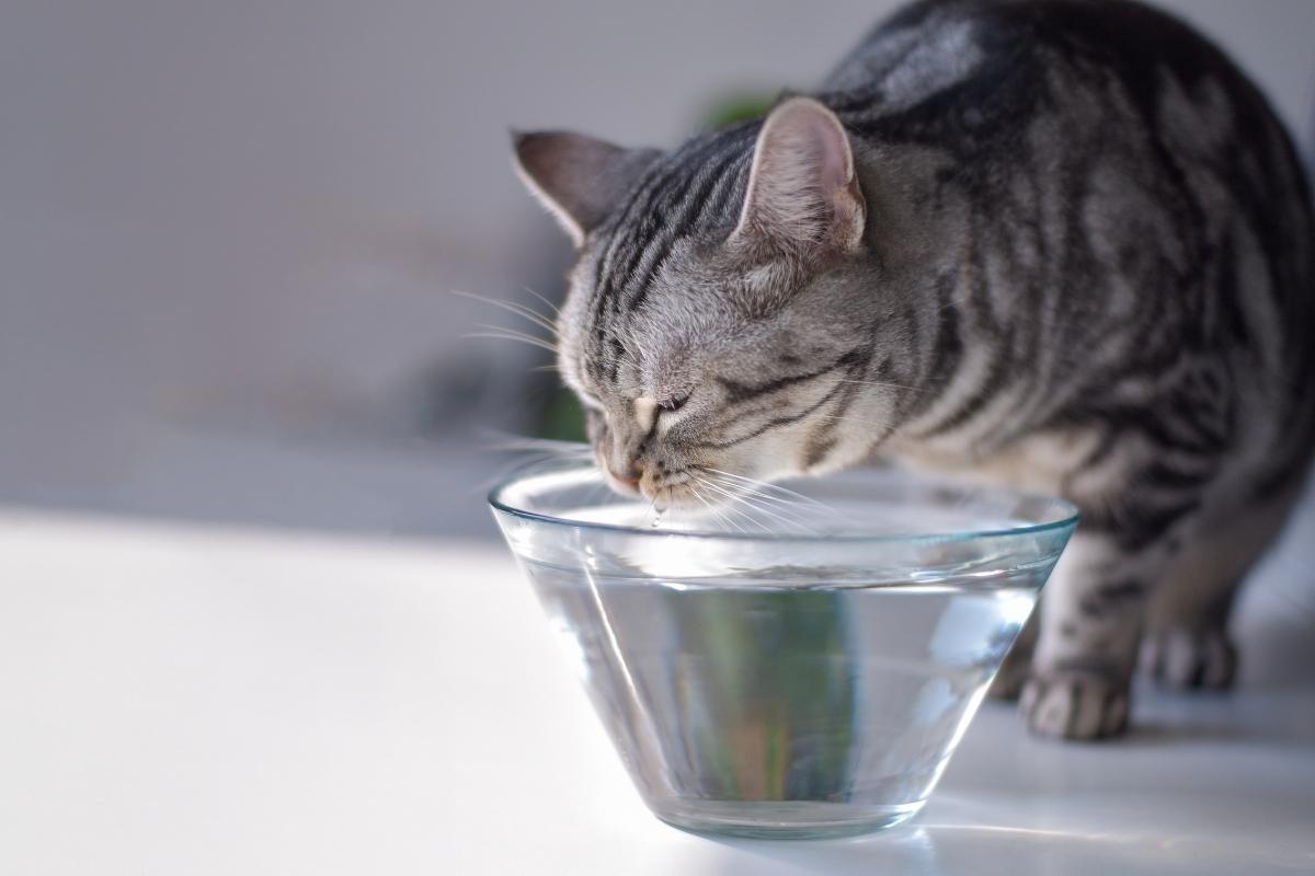 How Long Can A Cat Go Without Water? Cat Dehydration FAQs 2023!