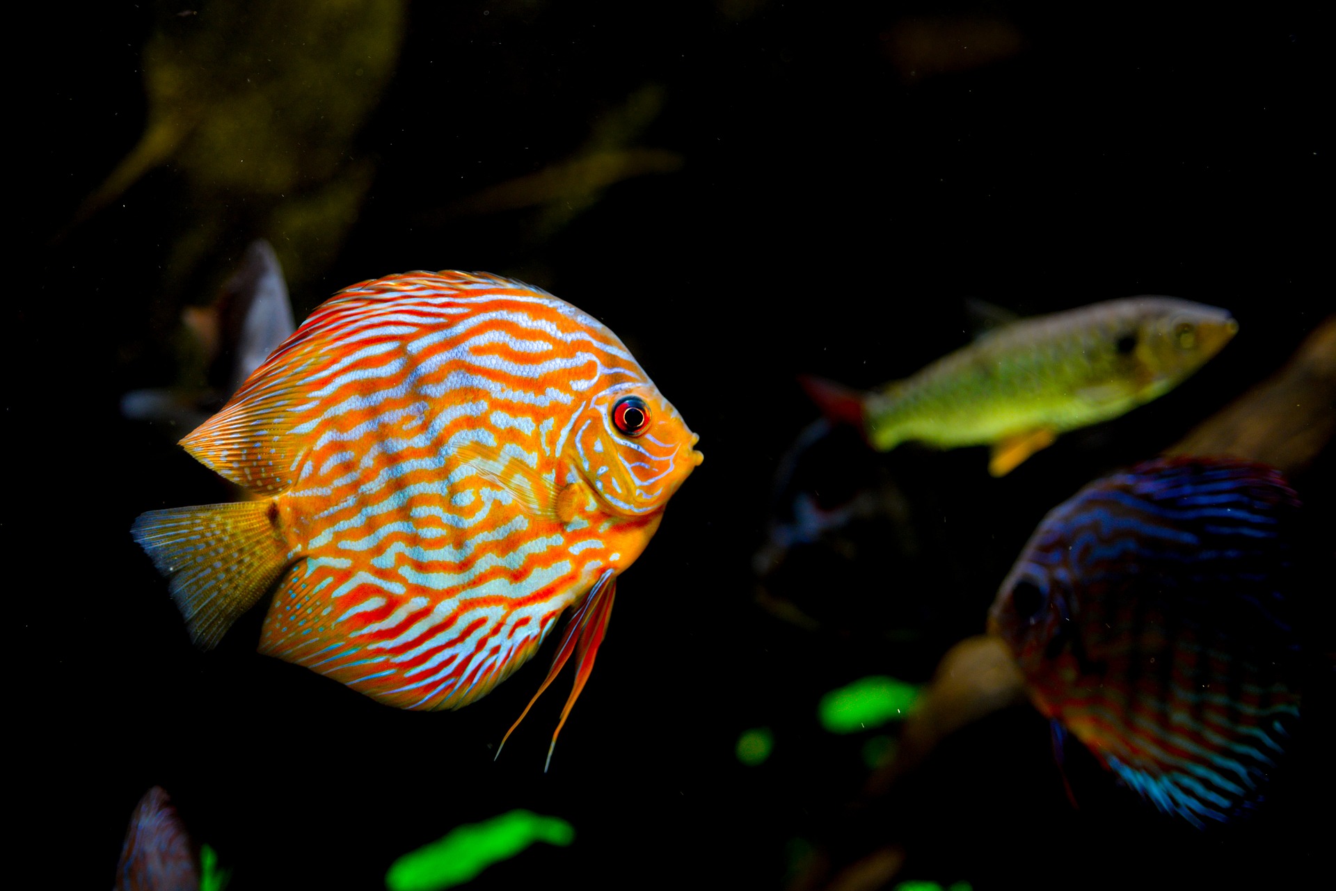 Best Show Fish For Community Tank Tetras aquariums characin characins