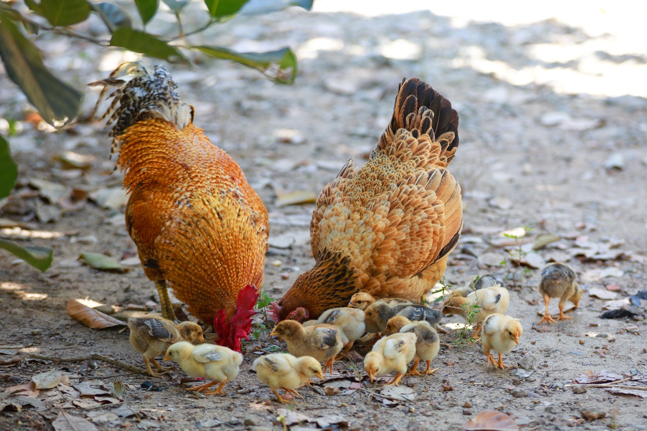 How Do Chicken Eggs Get Fertilized How Rooster Hen Chicks