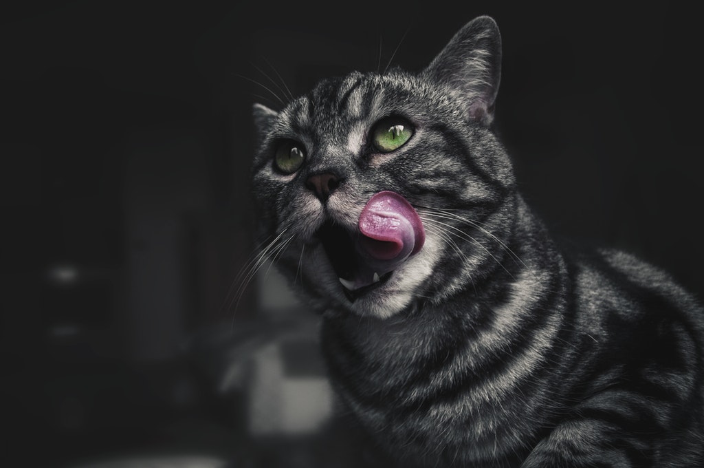 32 REASONS: Why Does My Cat Lick, Bite, And Knead Me?