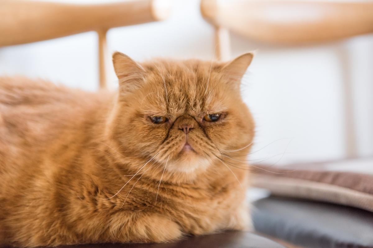 What Kind Of Cat Is Garfield? Jim Davis And The Real Life Garfield