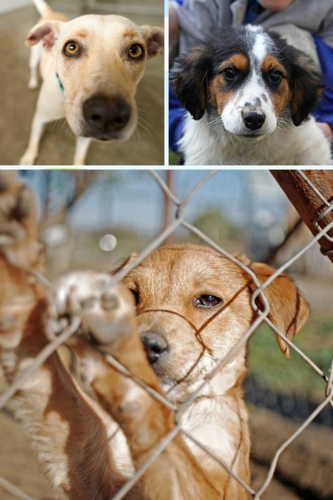 6 BEST Tips For Adopting A Dog 2024 Don t Get Caught Out 6 best tips for adopting a dog 2024 don t get caught out
