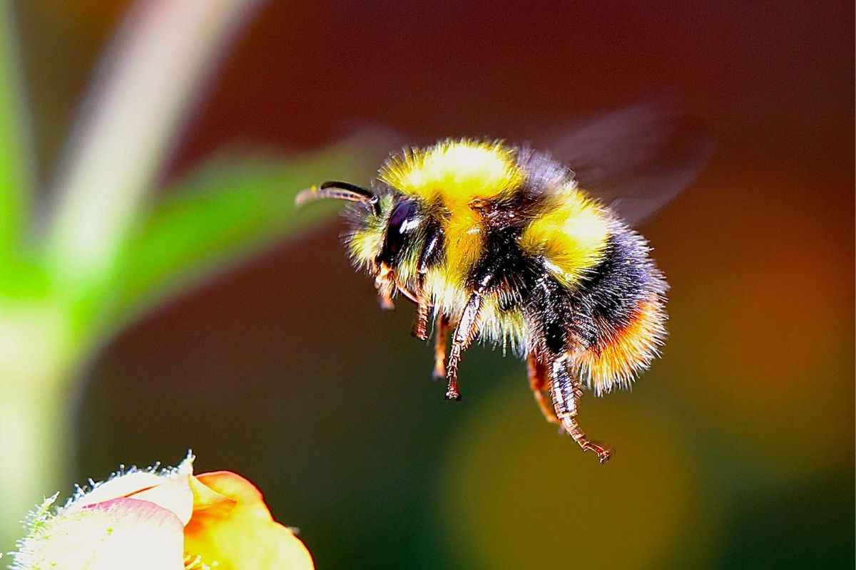 10-fun-facts-about-bumblebees-2024-you-won-t-believe-this