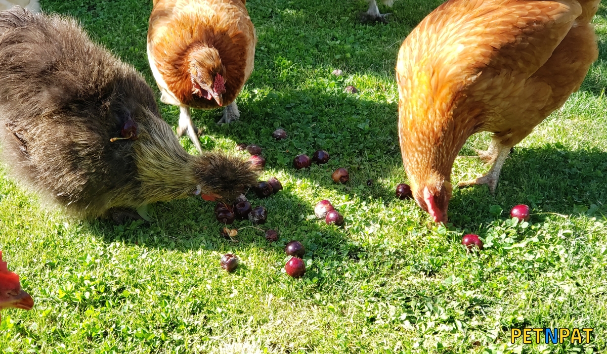 Can Chickens Eat Cherries? Are Cherries Good For Chickens?