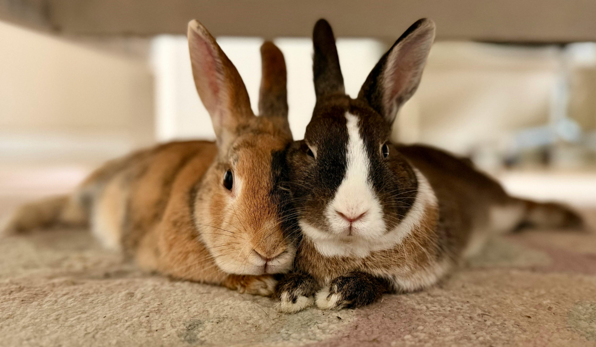 What NOT to Use for Rabbit Bedding [Dangerous and Unsafe]